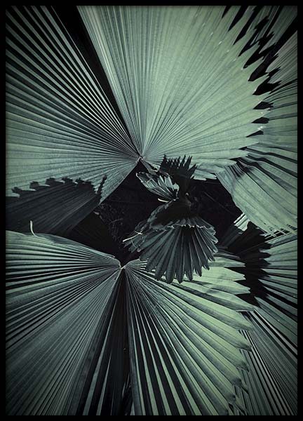 Palm Tree Leaves Poster in der Gruppe Poster / Fotografien bei Desenio AB (10286)