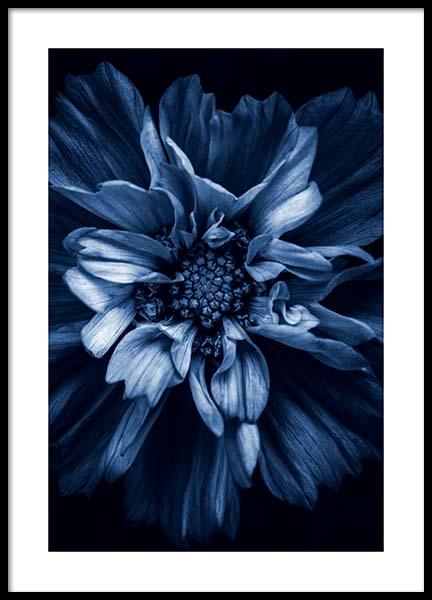 Blue Anemone Poster in der Gruppe Poster / Fotografien bei Desenio AB (11663)