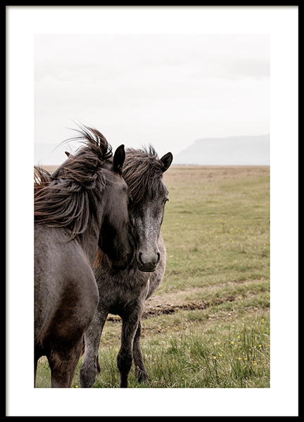 Best Friends Poster - Schwarze Pferde - Desenio.de
