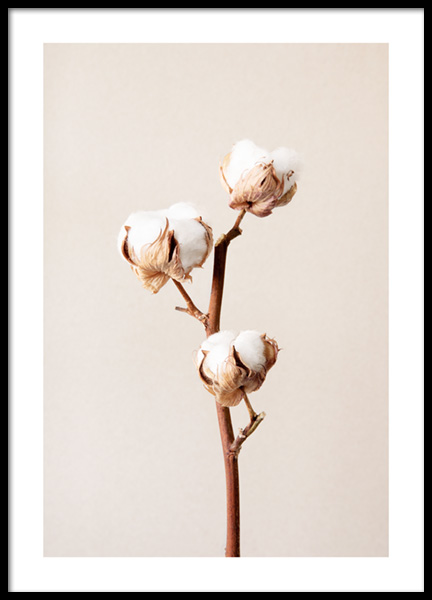 Cotton Flower No2 Poster