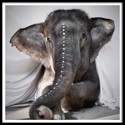 Love Warriors Adele Poster in der Gruppe Poster / Fotografien bei Desenio AB (Pre5631)