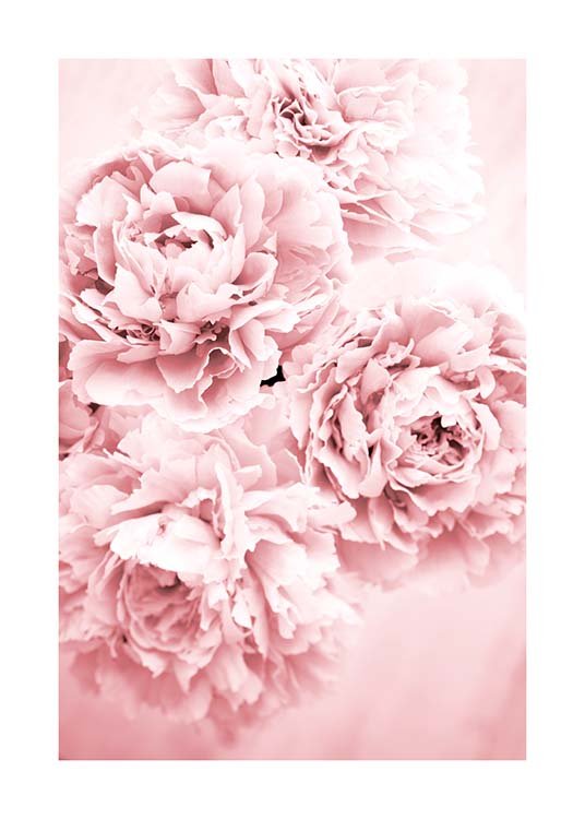 Pink Dream Poster / Fotografien bei Desenio AB (10054)