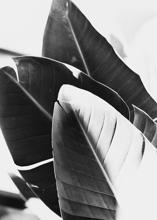 - Schwarzweißes Fotoposter mit Blättern der Bananenstaude.