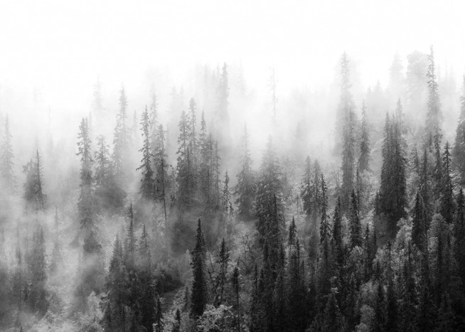  - Mysteriöse Fotografie eines mit Nebel verhangenen Tannenwaldes in schwarzweiß.