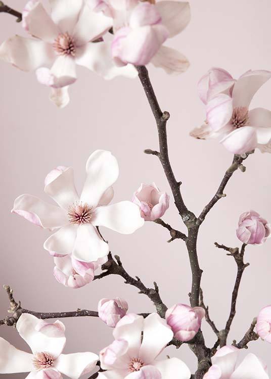 Pink Spring Flower Poster / Fotografien bei Desenio AB (10213)
