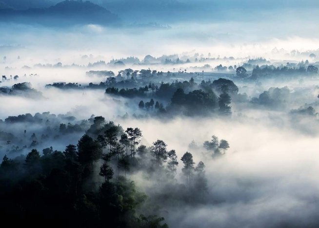  - Mysteriös wirkende Fotografie des Regenwaldes in tiefem Nebel