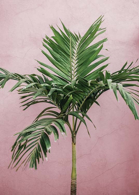  - Botanikposter mit dem Motiv einer Palme vor pinkem Hintergrund.