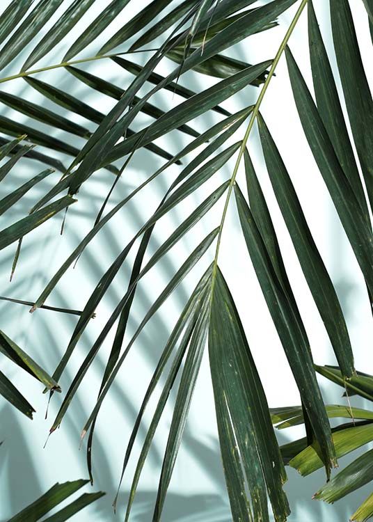 Palm Leaves Shadow No1 Poster / Fotografien bei Desenio AB (10284)