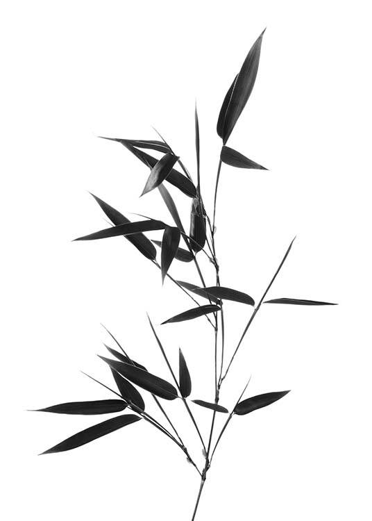 - Schwarzweiße Fotografie eines Bambuszweigs.