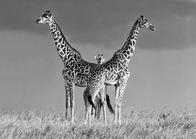 Giraffe Family Poster / Schwarz-Weiß bei Desenio AB (10399)