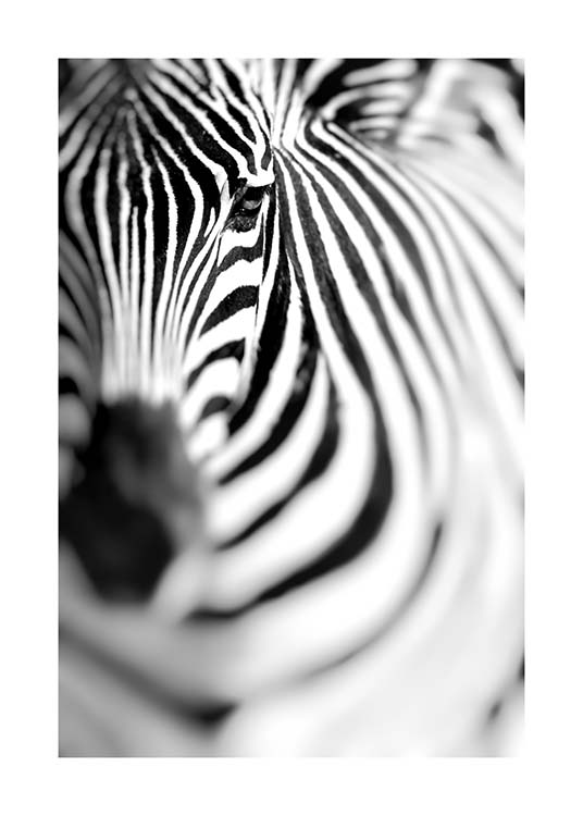 Zebra Portrait Poster / Schwarz-Weiß bei Desenio AB (10400)