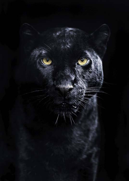 Panther Poster / Fotografien bei Desenio AB (10403)