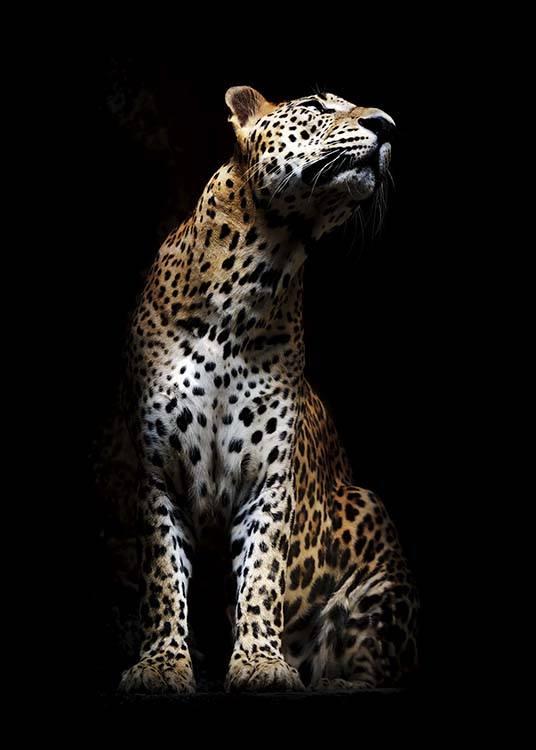 - Modernes Tierposter mit einem stolzen Leoparden im Licht und schwarzem Hintergrund.
