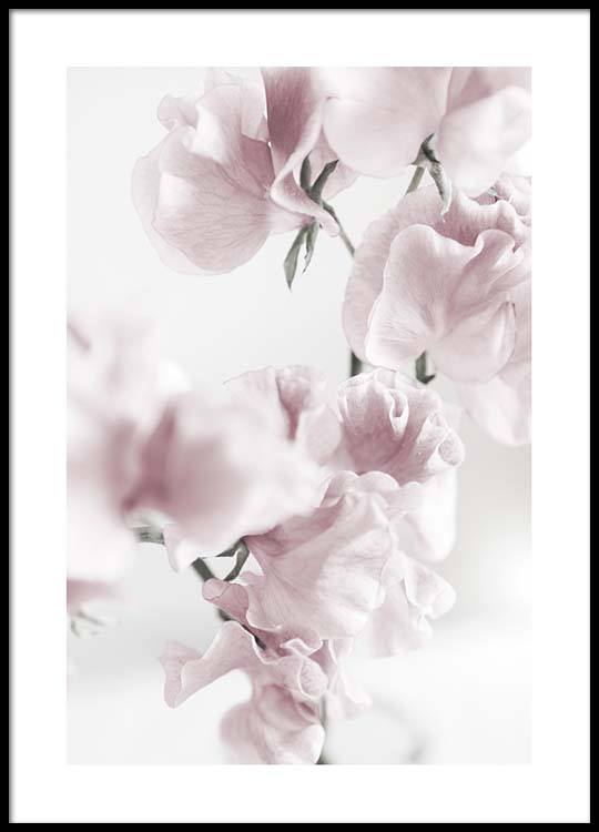 Summer Dream No1 Poster Botanisches Fotoposter mit rosa Blüten