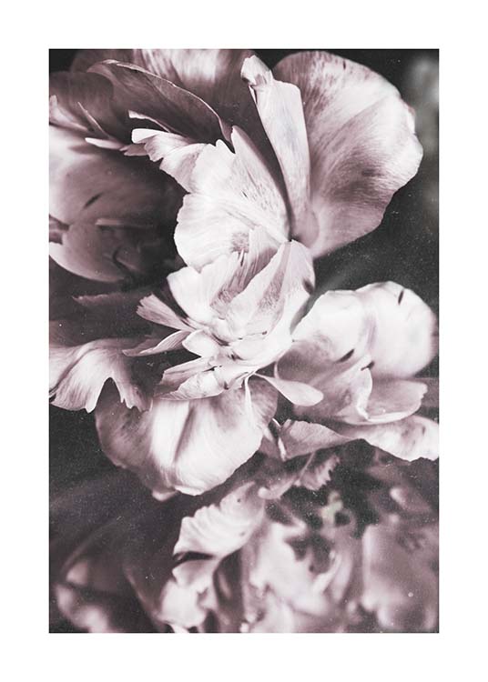 Tulip Dream  Poster / Fotografien bei Desenio AB (10417)
