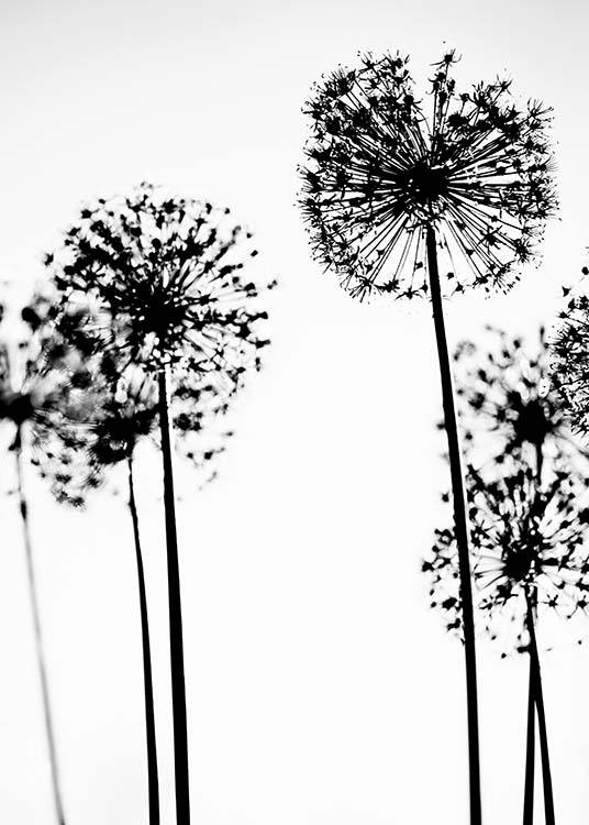  - Schwarzweißes Fotoposter mehrerer AlliumBlumen vor einem wolkenlosen Himmel.