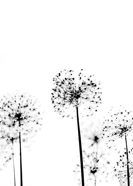  - Botanisches schwarzweißes Fotoposter der Alliumblume mit weißem Hintergrund.