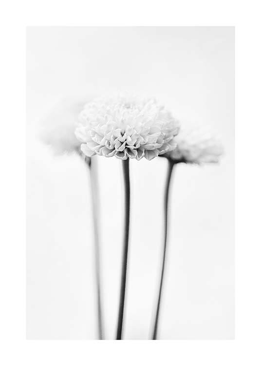 White Chrysanthemums Poster / Schwarz-Weiß bei Desenio AB (10421)