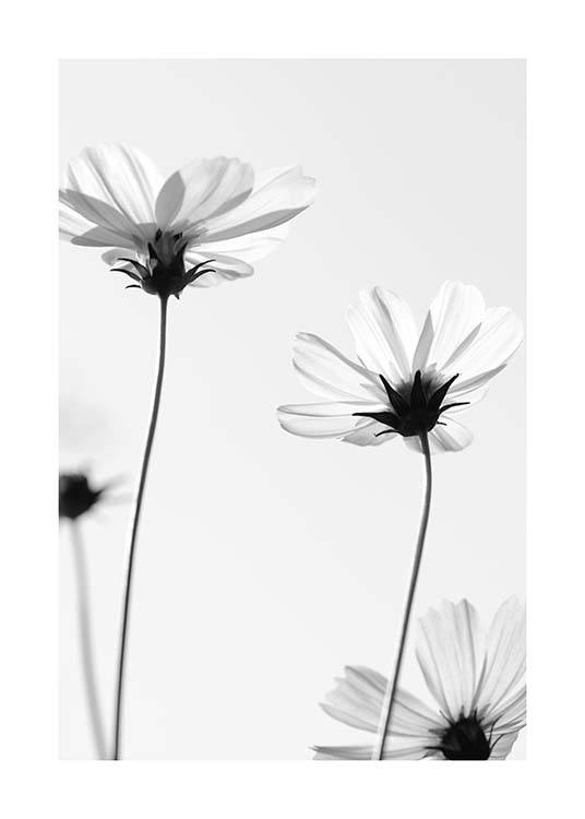 White Cosmos Flowers Poster / Schwarz-Weiß bei Desenio AB (10422)