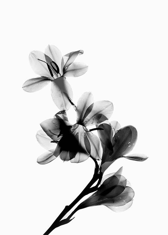  - Fotoposter einer Blume in voller Blüte in schwarzweiß.