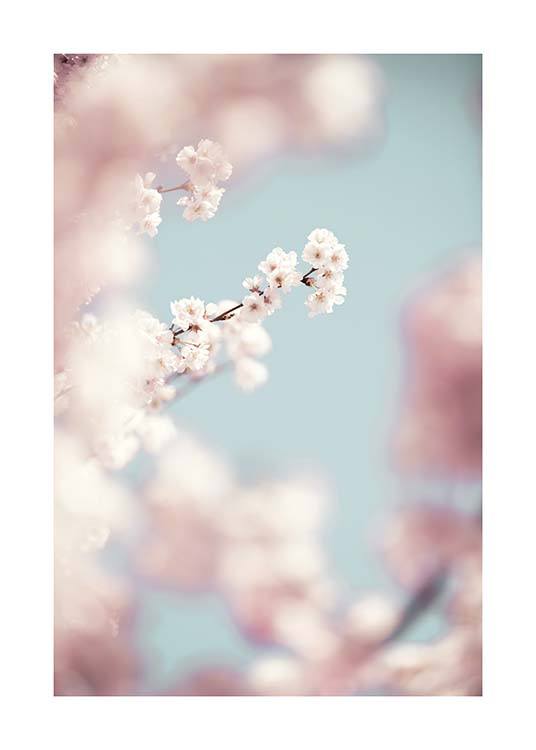 Cherry Blossom No1 Poster / Fotografien bei Desenio AB (10426)