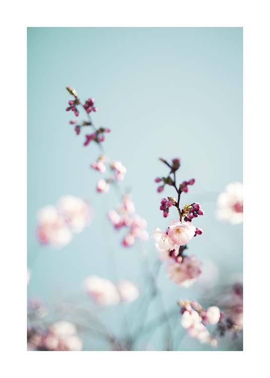 Cherry Blossom No2 Poster / Fotografien bei Desenio AB (10427)