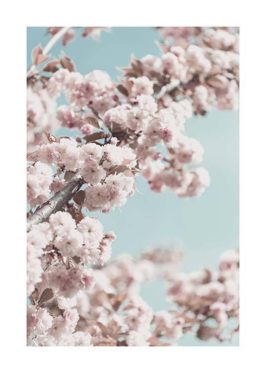 Cherry Blossom No4 Poster / Fotografien bei Desenio AB (10429)