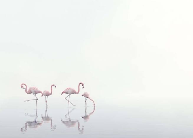  - Moderne Fotografie mit pinken Flamingos die im nebligen Wasser nach Nahrung suchen.