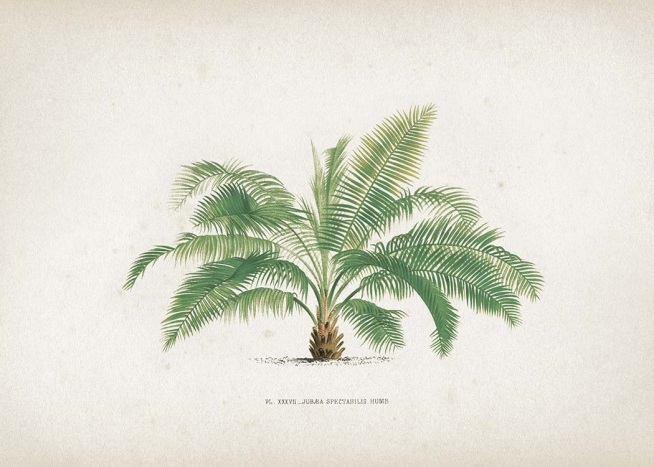  - Poster im Retrolook einer Palme auf weißem Hintergrund.