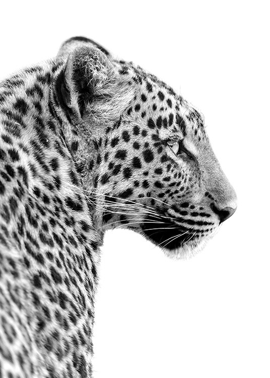  - Schwarzweiße Tierfotoposter eines Leopardenkopfes von der Seite.