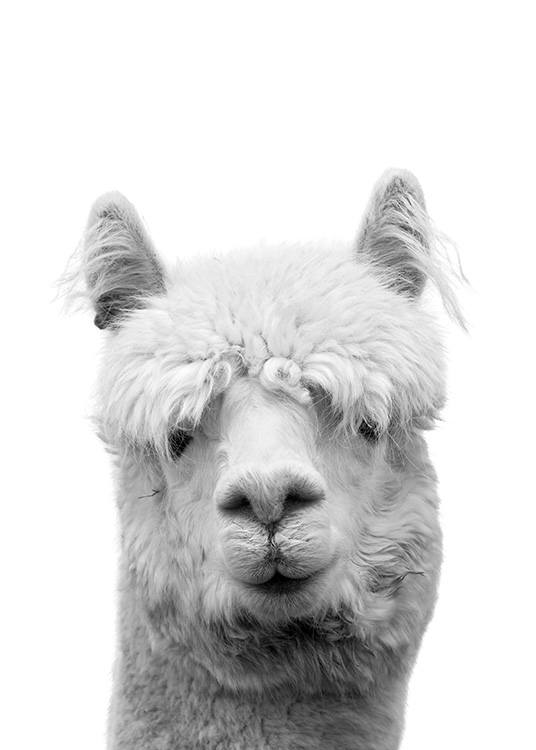 – Poster eines Lamas in Schwarz–Weiß