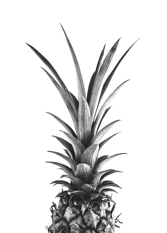  – Schwarz-weiß-Fotografie des oberen Teils einer Ananas