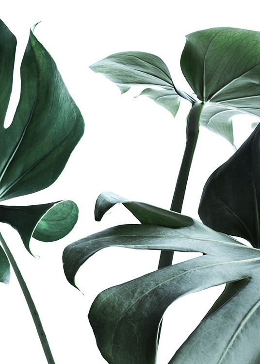  – Fotografie von großen Monstera-Blättern in Grün vor einem weißen Hintergrund