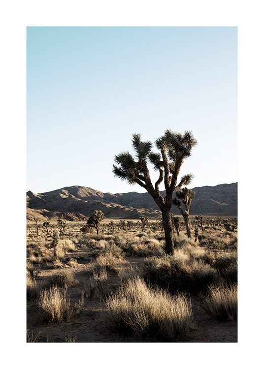 Joshua Tree National Park Poster / Wüsten bei Desenio AB (10798)