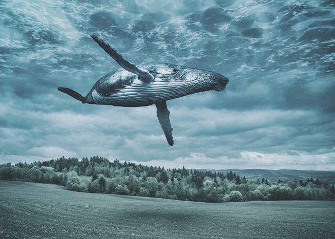  - Kreative Fotomontage eines fliegenden Wals über einer Feldlandschaft in blauen Farben.