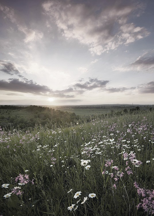  - Träumerisches Fotoposter mit einer bunten Sommerwiese und einem Sonnenuntergang am Horizont.