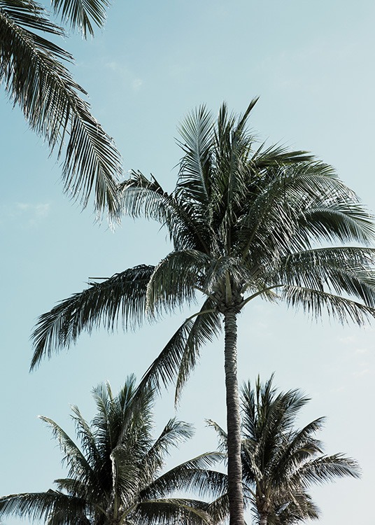  - Botanikposter mit tropischen Palmen und einem blauen Himmel im Hintergrund.
