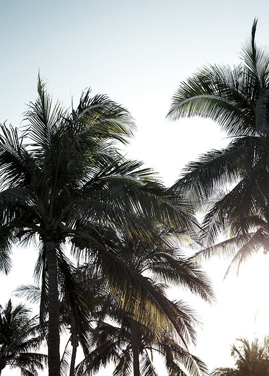 – Fotografie von Palmen vor einem sonnenbeschienenen Himmel