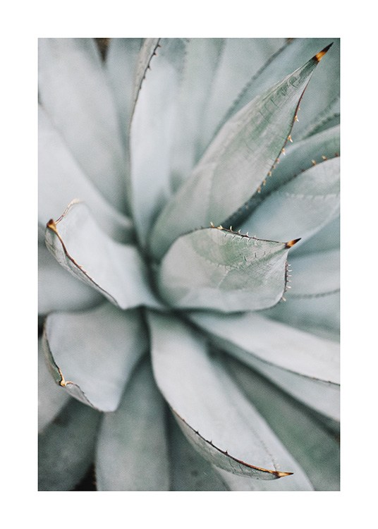  - Schöne Nahaufnahme einer Aloe Vera Pflanze in silbergrauen Farbtönen.