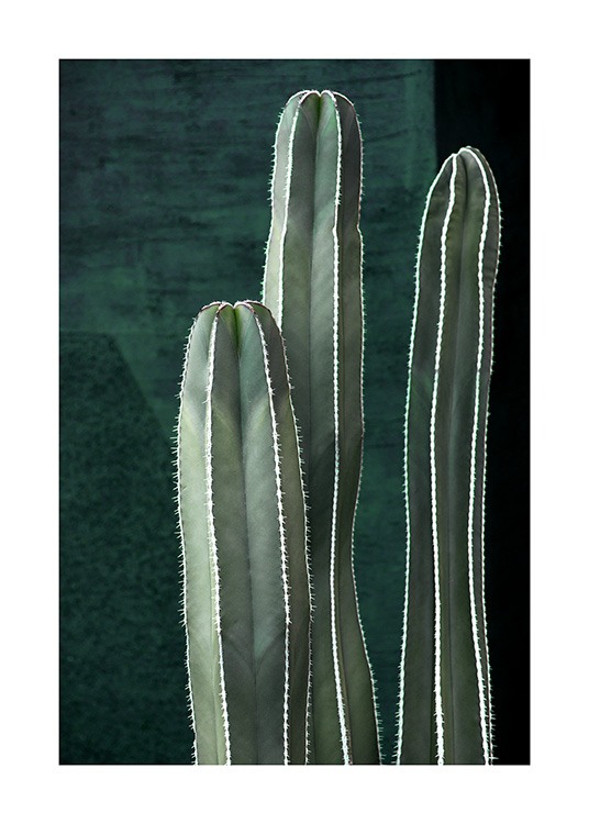 Dark Green Cactus Poster / Fotografien bei Desenio AB (10983)