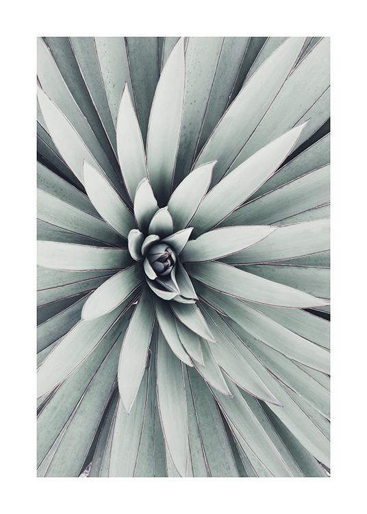  - Palmlilie  - Stilvolles Pflanzenposter mit einer spanischen Palmlilie in symmetrischer Form.