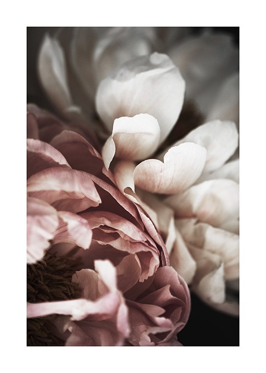 Pink and White Peony Poster / Fotografien bei Desenio AB (10989)