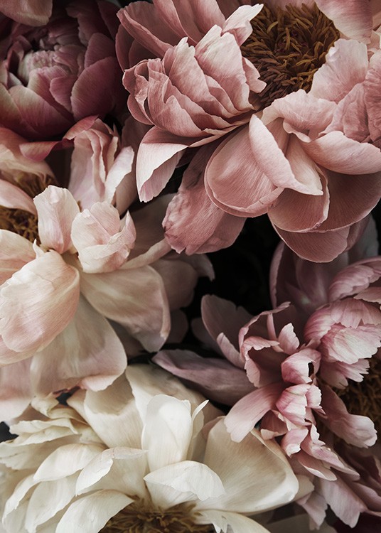  – Blumenfotografie mit rosa und weißen Pfingstrosen in voller Blüte