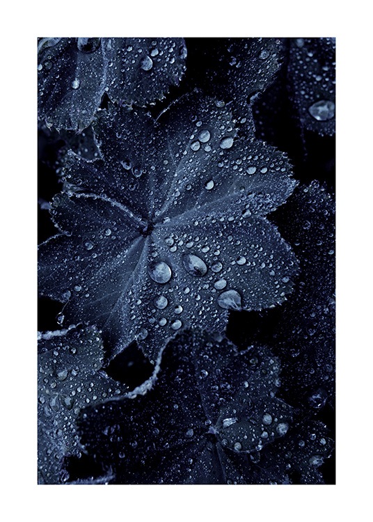 Raindrops on Blue Leaves Poster / Fotografien bei Desenio AB (11052)