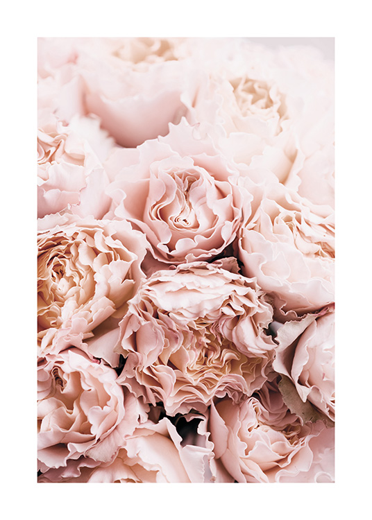 Bouquet of Roses Poster / Fotografien bei Desenio AB (11189)