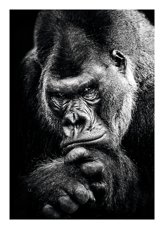 Gorilla Poster / Schwarz-Weiß bei Desenio AB (11255)
