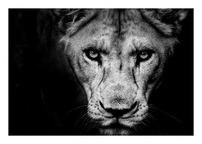 Lioness Close Up Poster / Schwarz-Weiß bei Desenio AB (11259)