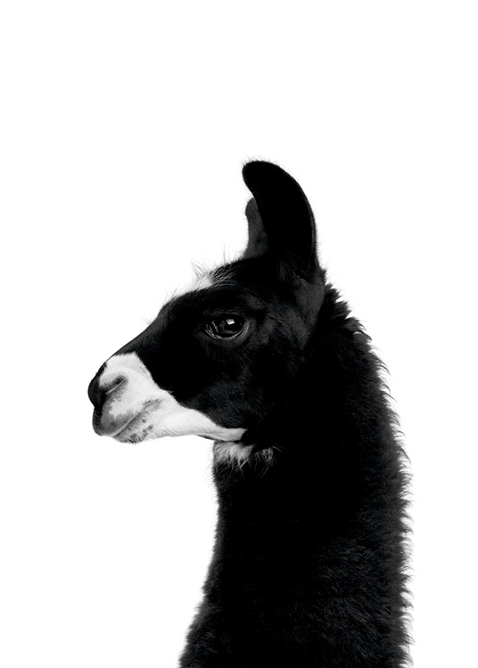  - Schwarzweißes Tierposter mit einem schwarzen Lama mit weißer Schnauze im Portrait