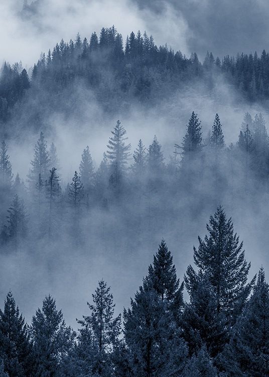  - Tolles Fotoposter mit einem Naturmotiv von einem Wald, der im Nebel blau erscheint.