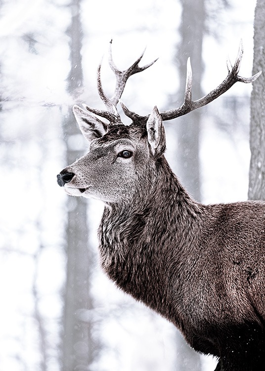 – Poster eines Hirschs vor einem weißen Waldhintergrund